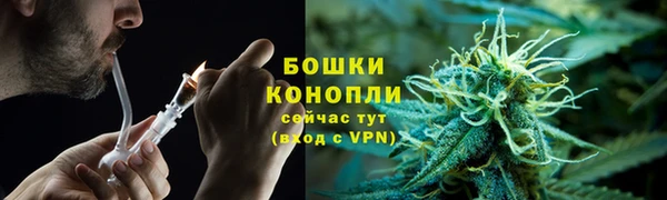 прущие грибы Каменногорск